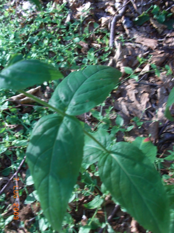 Epilobium